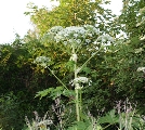 Plante med små hvide blomster i klynger